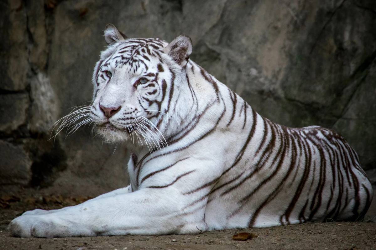 Белый тигр #39