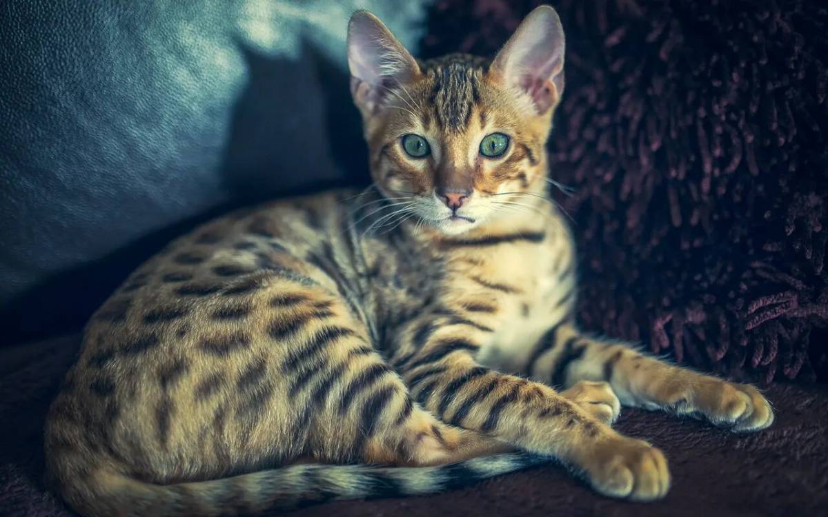 Бенгальский кот #24