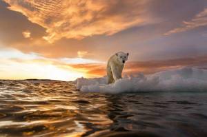 Раскраска белый медведь на льдине #19 #215753