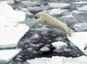Раскраска белый медведь на льдине #22 #215756