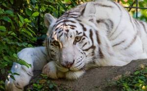 Раскраска белый тигр #1 #215811