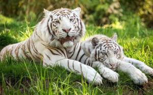 Раскраска белый тигр #2 #215812