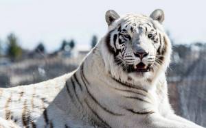 Раскраска белый тигр #3 #215813