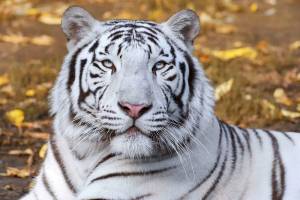 Раскраска белый тигр #4 #215814