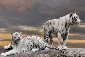Раскраска белый тигр #5 #215815