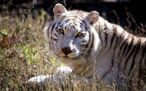 Раскраска белый тигр #6 #215816