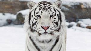 Раскраска белый тигр #7 #215817