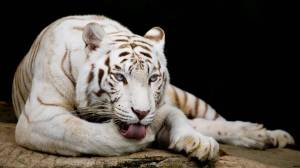 Раскраска белый тигр #8 #215818