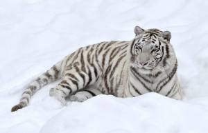 Раскраска белый тигр #10 #215820