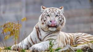 Раскраска белый тигр #11 #215821
