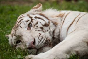 Раскраска белый тигр #14 #215824