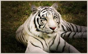 Раскраска белый тигр #15 #215825