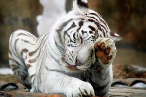 Раскраска белый тигр #16 #215826