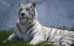 Раскраска белый тигр #17 #215827