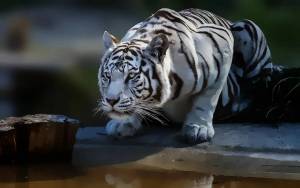 Раскраска белый тигр #18 #215828