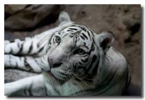 Раскраска белый тигр #19 #215829
