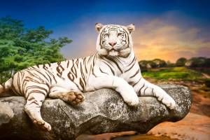 Раскраска белый тигр #23 #215833