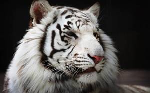 Раскраска белый тигр #24 #215834