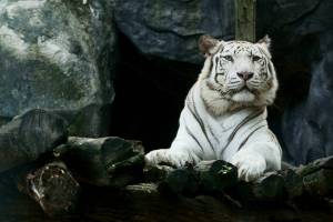 Раскраска белый тигр #25 #215835