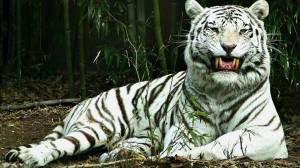 Раскраска белый тигр #26 #215836