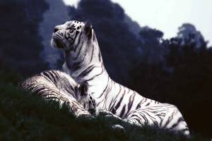 Раскраска белый тигр #27 #215837