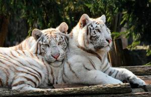 Раскраска белый тигр #30 #215840
