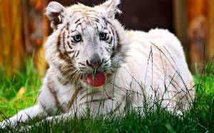 Раскраска белый тигр #32 #215842