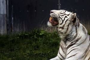 Раскраска белый тигр #33 #215843