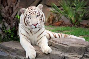 Раскраска белый тигр #34 #215844