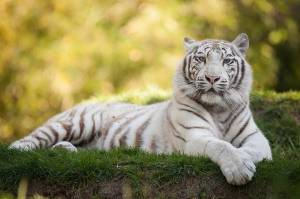 Раскраска белый тигр #35 #215845