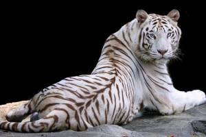 Раскраска белый тигр #36 #215846