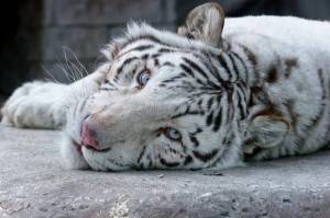 Раскраска белый тигр #37 #215847