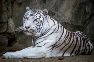 Раскраска белый тигр #39 #215849