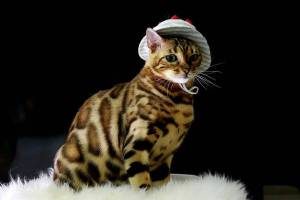Раскраска бенгальский кот #1 #215953