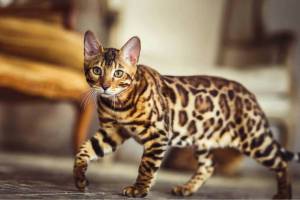 Раскраска бенгальский кот #2 #215954
