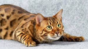 Раскраска бенгальский кот #10 #215962