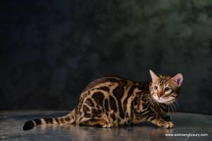 Раскраска бенгальский кот #11 #215963