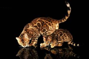 Раскраска бенгальский кот #12 #215964