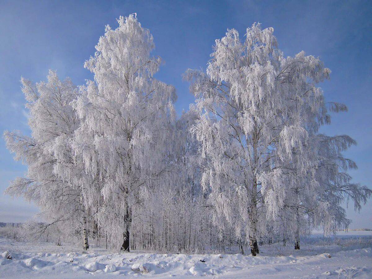 Береза в снегу рисунок