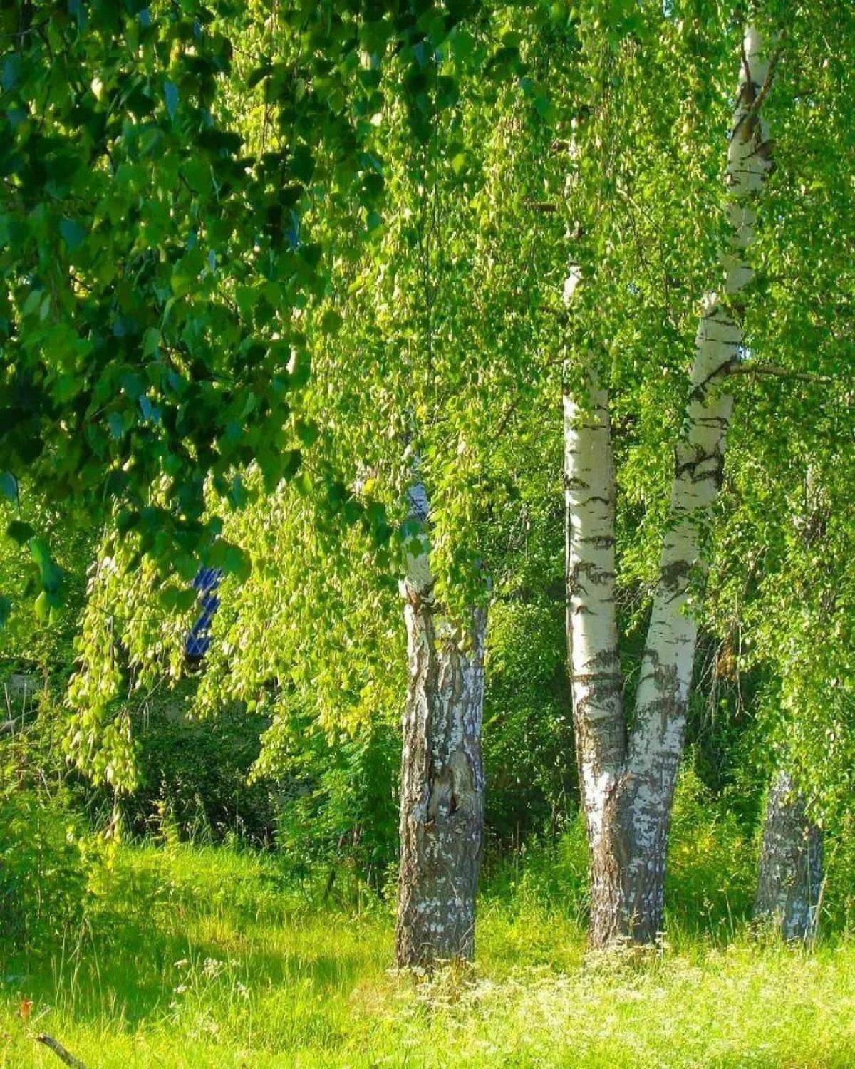 Картинки природа береза. Березовая роща береза повислая. Берёза ойковская. Россия Русь Березки тополя. Берёза кустарниковая.