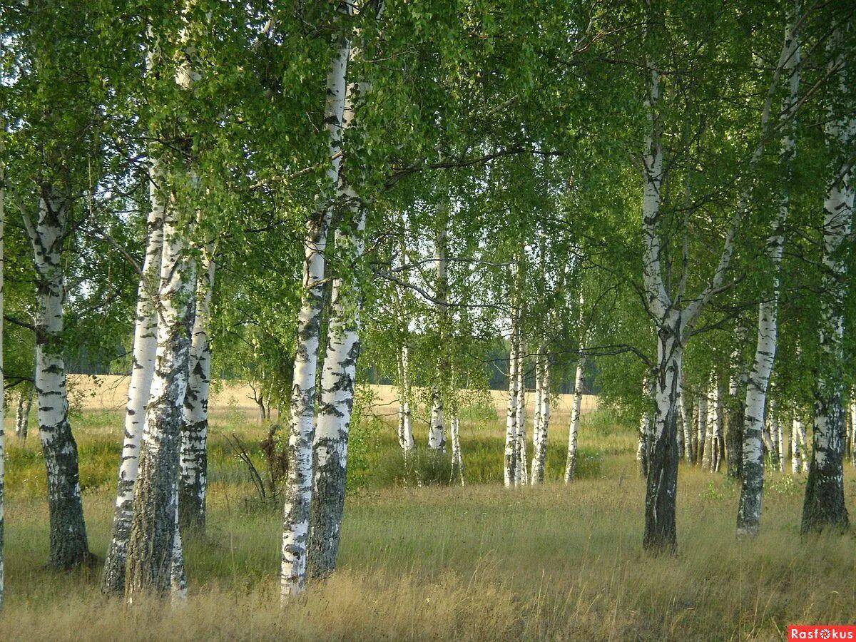 Birch фото. Березовая роща береза повислая. Березовая роща Якутии. Природа Якутии, Березовая роща. Березовая роща Алтайский край.