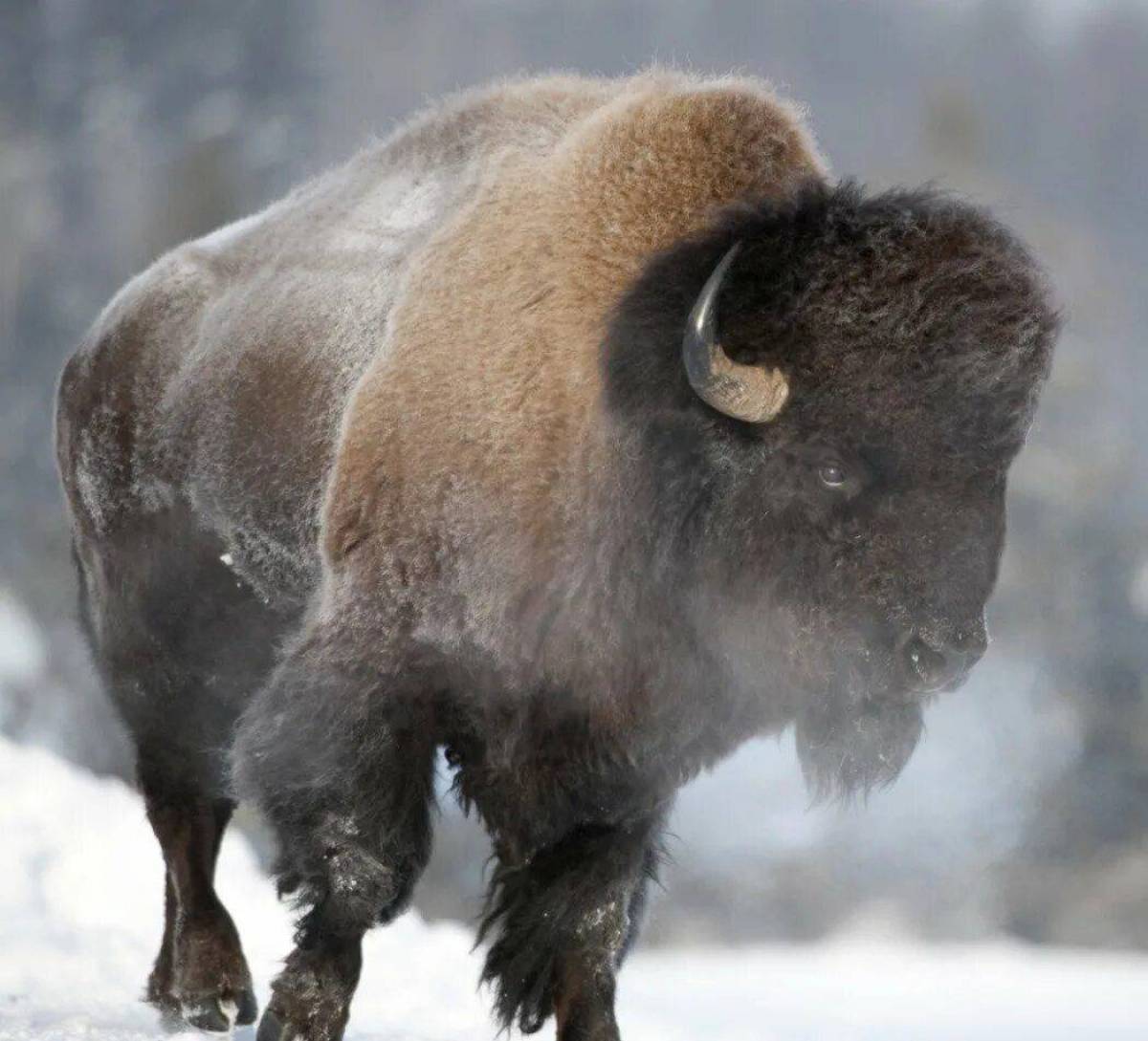 Степи бизонов. Американский Степной Бизон. Большерогий Бизон. Бизон (Bison Bison). Бизоны в Северной Америке.