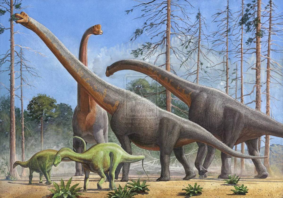 Где большой динозавр. Бронтозавр Брахиозавр. Зауроподы Брахиозавр. Диплодок Аргентинозавр. Травоядные динозавры зауроподы.