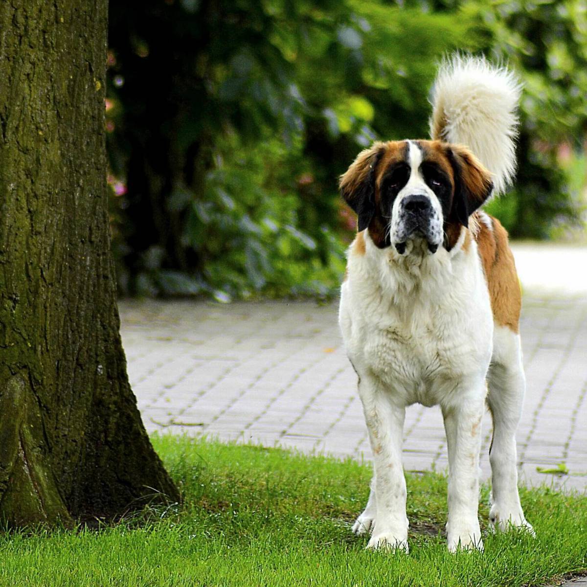 3 породы крупной собаки. Сенбернар. Длинношерстный Сенбернар. Собака Бетховен порода Сенбернар. Сенбернар Бенедиктин.