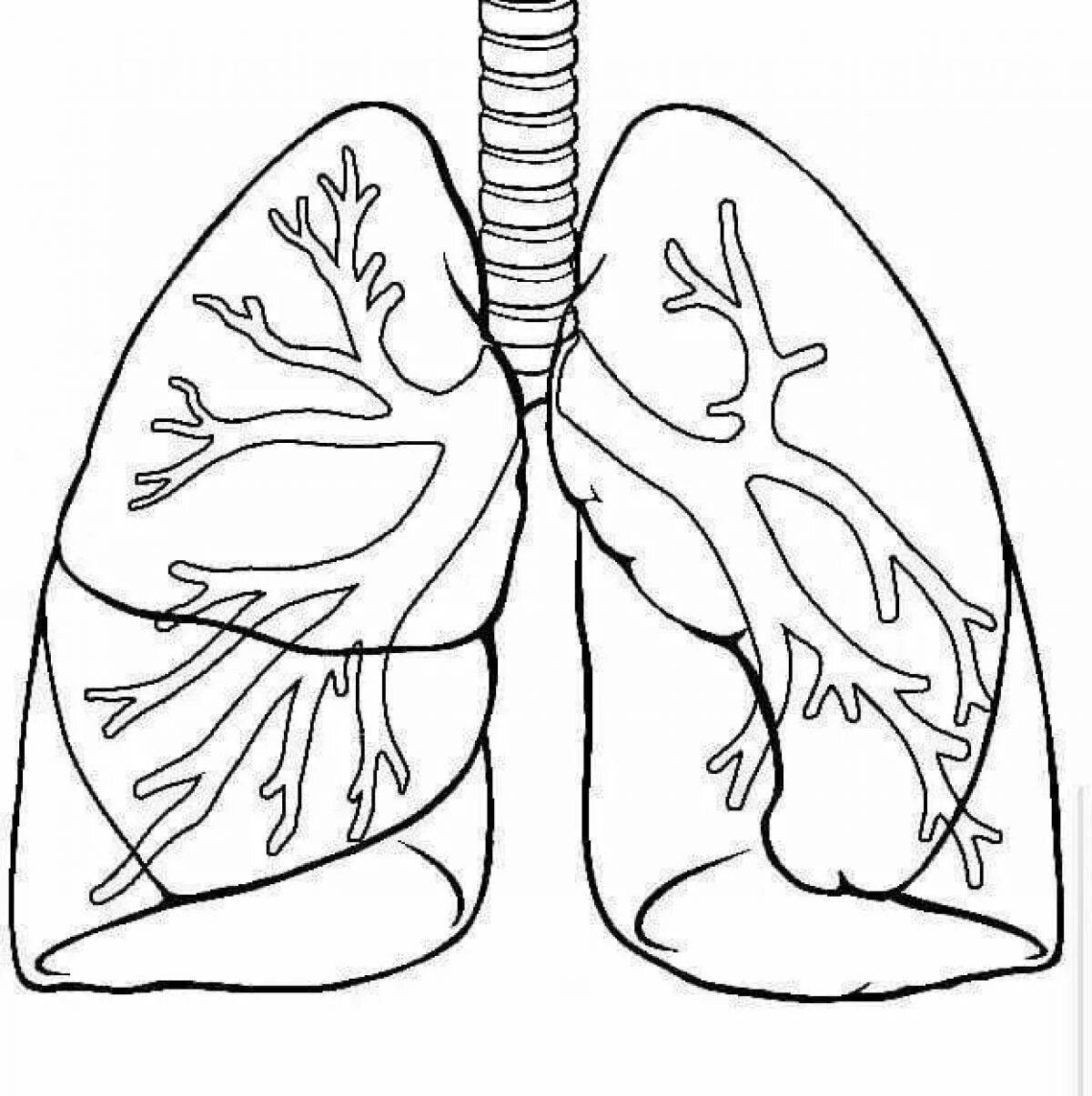 Большие легкие картинки. Раскраска лёгкие человека. Легкие человека карандашом. Лёгкие человека рисвгки.