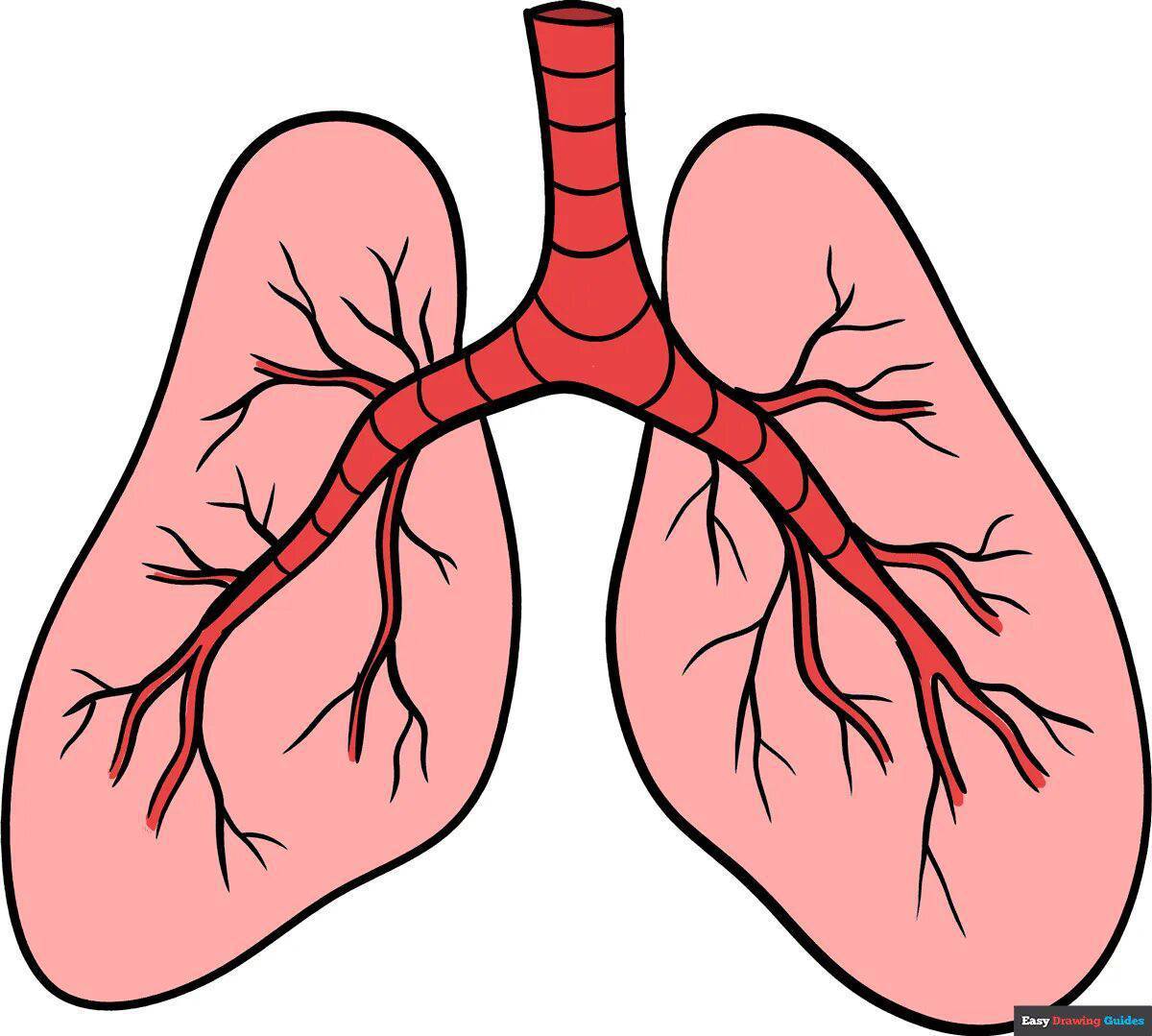 Легкие. Легкие рисунки. Здоровые бронхи и легкие. Легкие без фона.