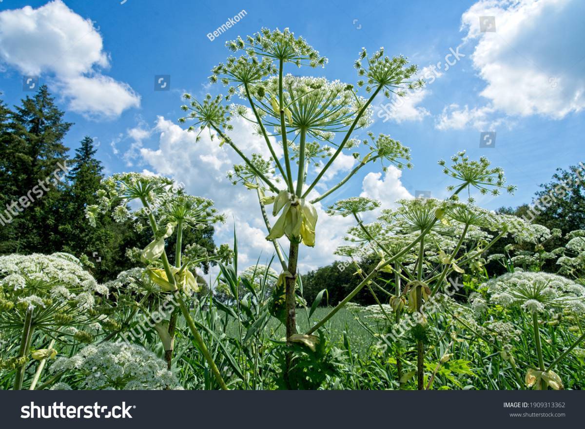 Большевик растение. Борщевик Сибирский. Борщевик ядовитое растение. Heracleum борщевик. Курай, дягиль, борщевик.