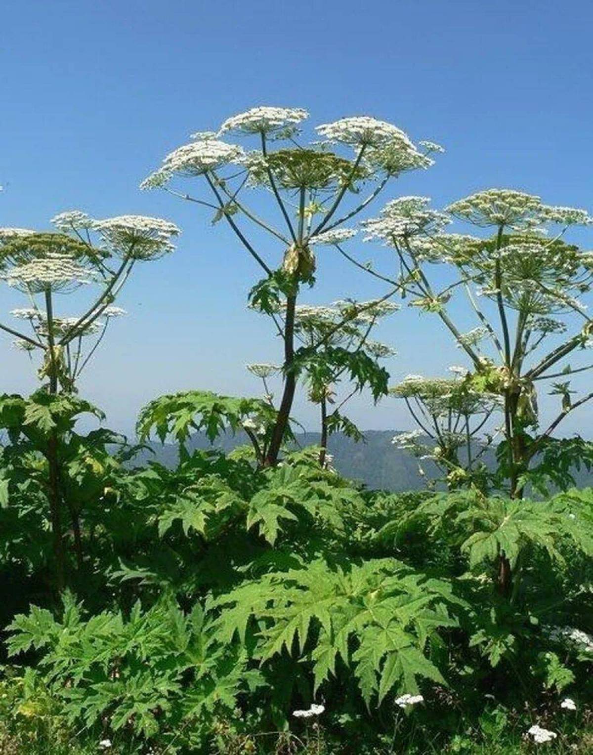 Похожий на борщевик фото. Борщевик Сосновского. Борщевик Сибирский. Борщевик растение. Борщевик ядовитое растение.