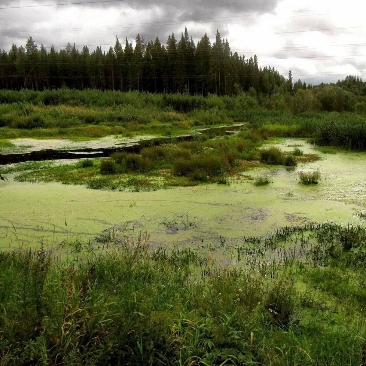 Лесисто болотистая местность. Должинское болото. Тюгурюкское болото. Красковское болото Валдай.