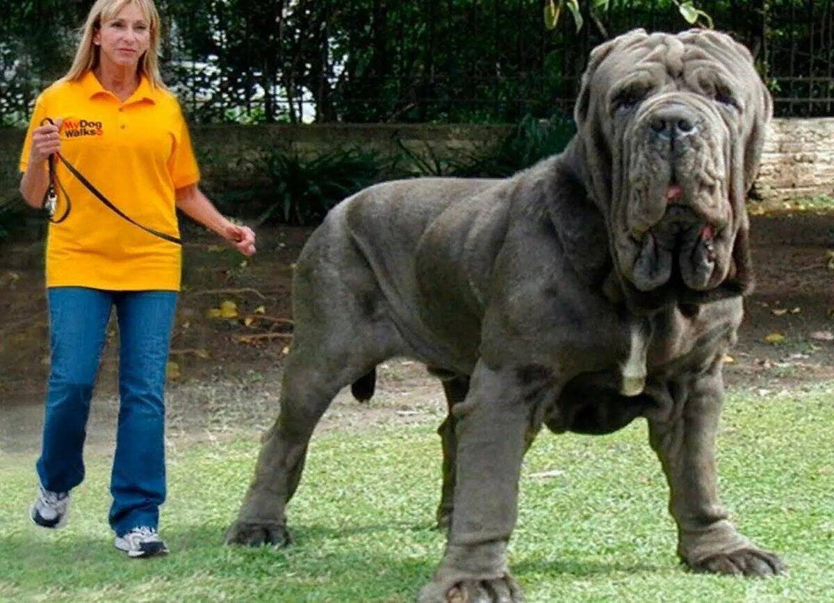 Большая собака #6